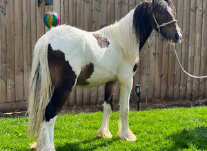 Tri coloured colt