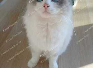 ragdoll female