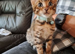 Last Bengal boy