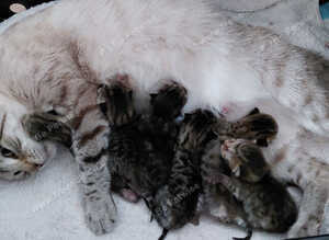 Snow Bengal x kittens