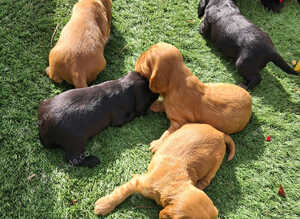 Cocker spaniel  puppies