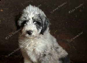Borderdoodle Puppies