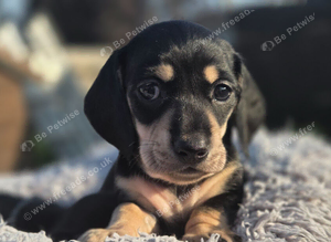 1 boy left miniature dachshund