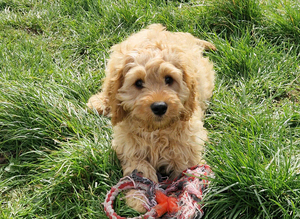 Cavapoo Bundles of Joy