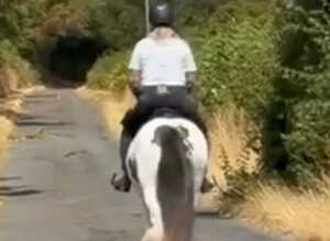 SD Cob Gelding 12hh