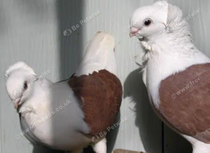 RARE FANCY GERMAN OWL PIGEONS