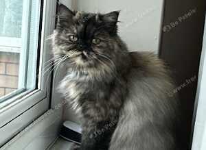 Looking for her forever home