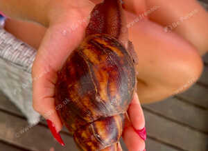Archachatina marginata ovum XXL