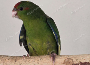 Various Kakariki