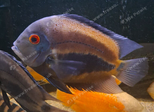 2 uaru cichlid