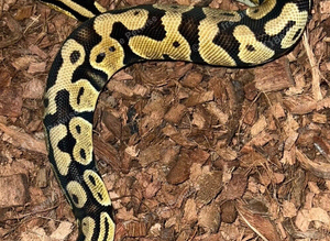 Girls ball pythons