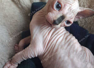 Sphynx Kittens Ready to Leave Now