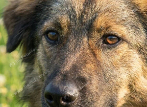 ️ Lucky Boy &ndash; Three Legs, One Incredibly Brave Heart.
