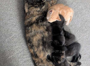 Kittens for sale