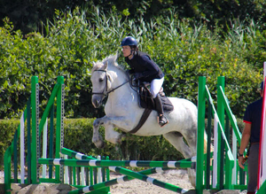 Dapple grey mare