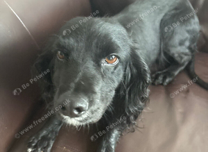 Cocker spaniel girl