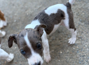 Jack Russell x patterdale
