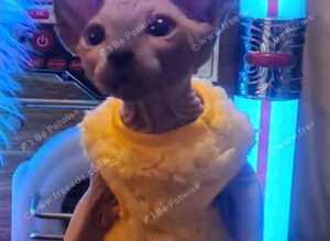 Sphynx kittens