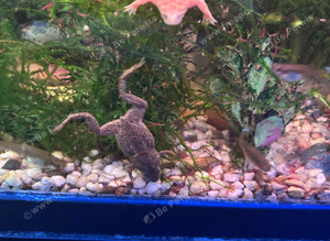 African dwarf Frogs