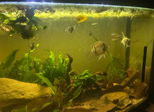6 rummynoses 5 black skirts 1 angel fish 1 honey gourami and an electric blue acara