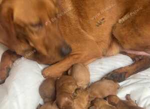 Stunning litter of red Labradoodles