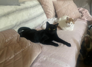 Missing All black Cat