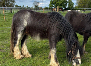 Beautiful 12.2hh Cob Mare &ndash; 8 Years Old