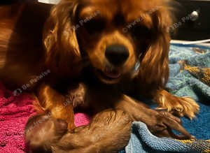 Puppy microchipping from &pound;10