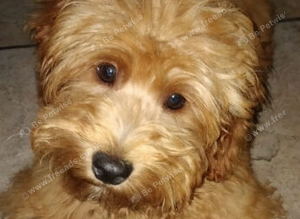 Cockapoo Toby Puppy