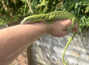 Varanus Reisengeri PAIR (yellow tree monitors)