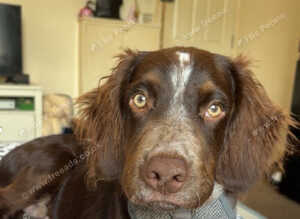 Beautiful boy for rehoming
