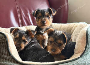 Beautiful Yorkshire Terrier puppies.