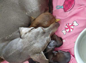 Doxiepoos