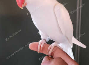 Beautiful Albino supertame ringneck talking parrot