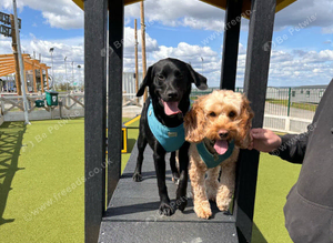 Family pets for rehoming