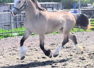 Beautiful quality welsh D dun mare