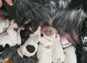 kc cocker pups