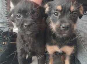Fox Terrier x French Bulldog