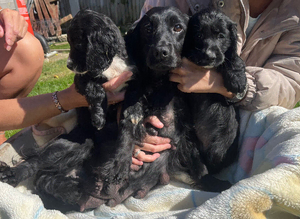 Cocker spaniel pups