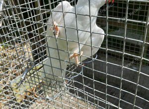 Indian ringnecks