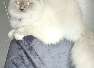 Ragdoll stud wanted