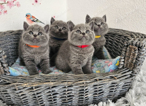 British Shorthair Kittens