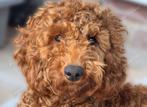 Cockerpoo male 10 months old