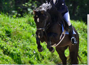 BLACK Beautiful 15.1 gelding