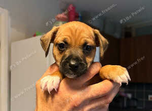**READY NOW**5 adorable 8 week old puppies