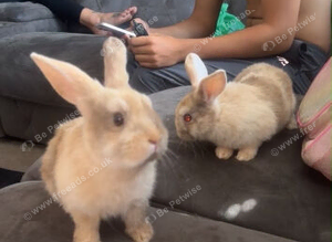 Bunnies