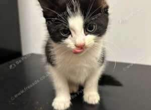 Kittens needing a home!!! Ready to leave