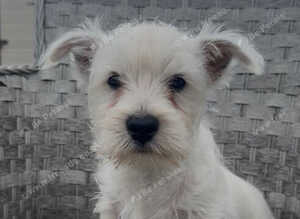 West Highland Terrier Pups ready for new home now