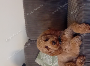 Teddy