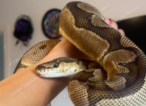 Royal pythons
